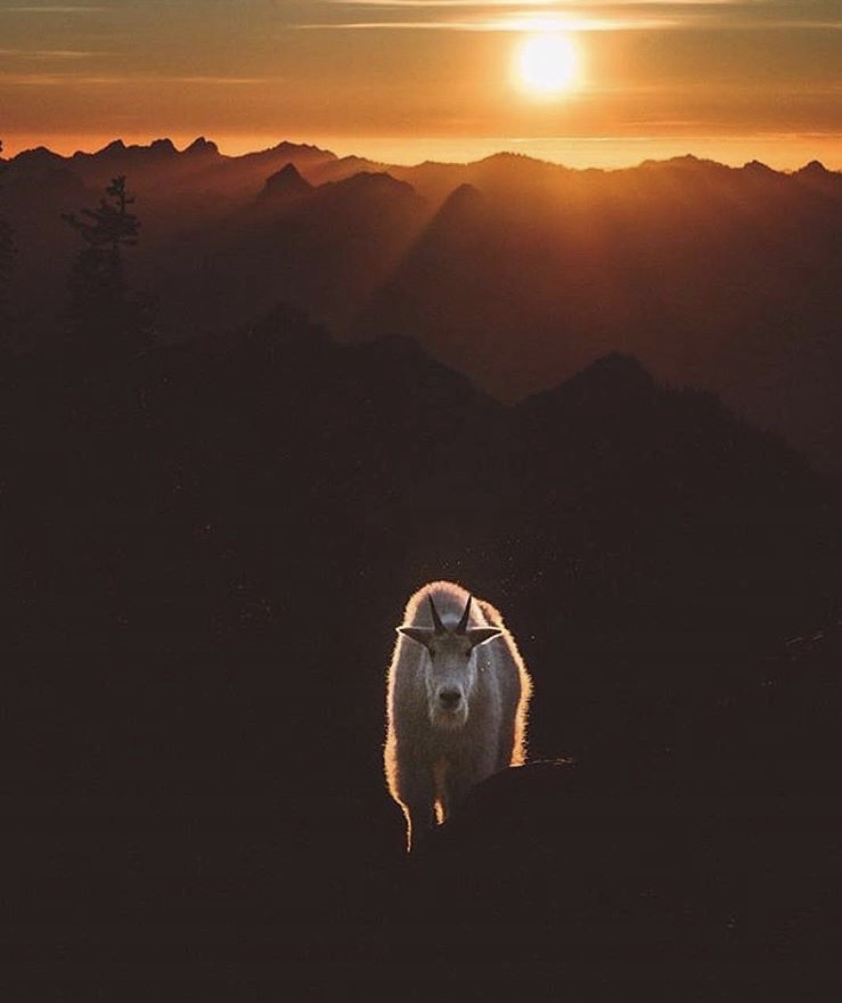 Alaskan Mountain Goat by Alaska Boat Hunts