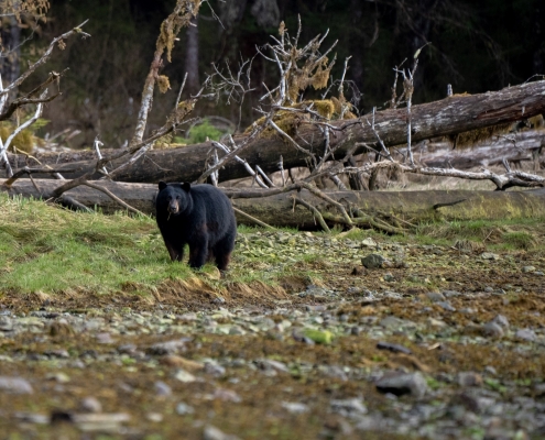 alaska black bear hunting