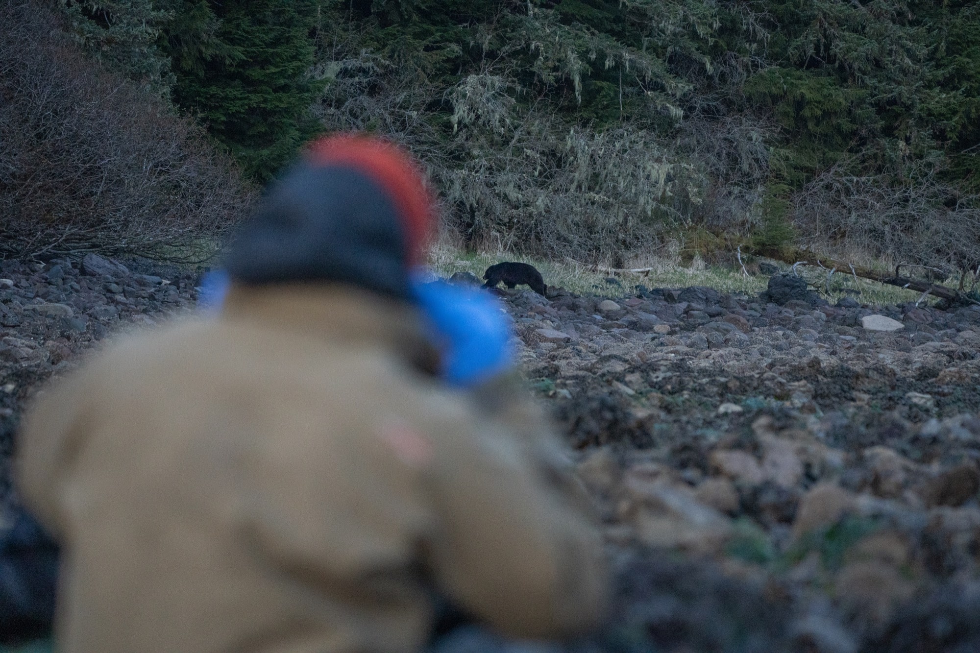 alaska black bear hunts